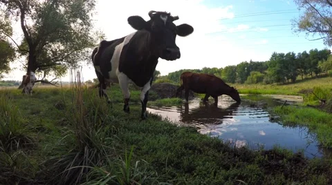 Cows graze in the meadow. Touch the nose and tongue licking the camera. Stock-Footage 54461158