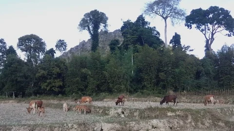 Cows graze in meadow, tropical trees in background, hillside, Muang Ngoy, Laos Vídeos de archivo 81589767