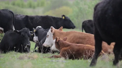 Cows graze in the meadow.Animals.Nature.Summer day.Sky Stock Footage 101792886