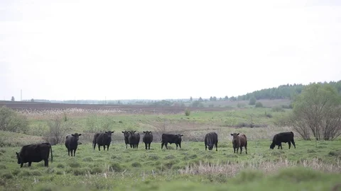 Cows graze in the meadow.Summer day Stock Footage 101760173