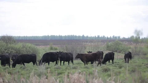 Cows graze in the meadow.Summer day.Sky Stock Footage 101760172