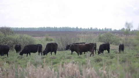 Cows graze in the meadow.Summer Stock Footage 101760169