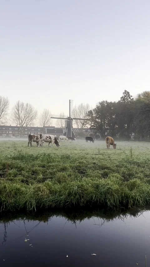 Cows graze on the misty pastures under the sunrise. Stock Footage 289179464