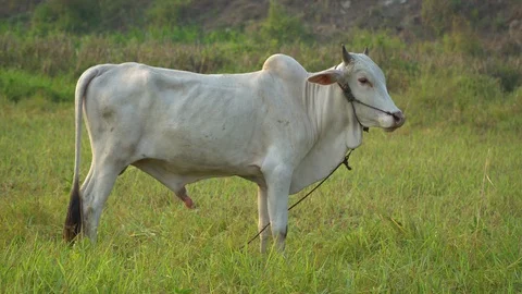 Cows graze in the morning Stock Footage 128674121