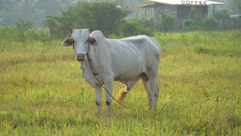 Cows graze in the morning Stock Footage 128674155