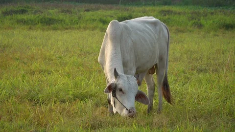 Cows graze in the morning Stock Footage 128674200