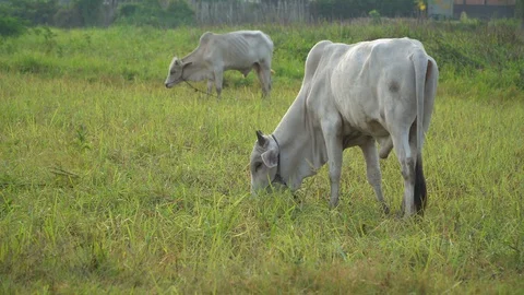 Cows graze in the morning Stock Footage 128674224