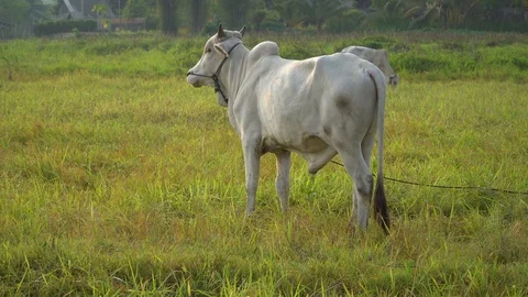 Cows graze in the morning Stock Footage 128674243