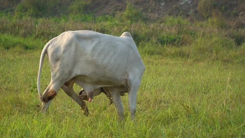 Cows graze in the morning Stock Footage 128674253