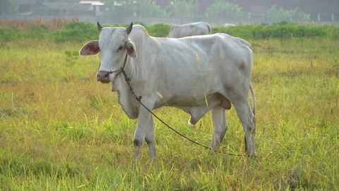 Cows graze in the morning Stock Footage 128674256