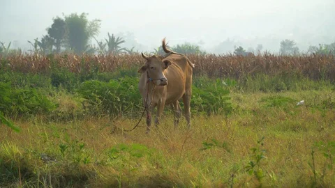 Cows graze in the morning Stock Footage 128674357