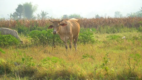 Cows graze in the morning Stock Footage 128674366