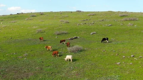 Cows Graze On A Mountain Meadow Stock Footage 125838381