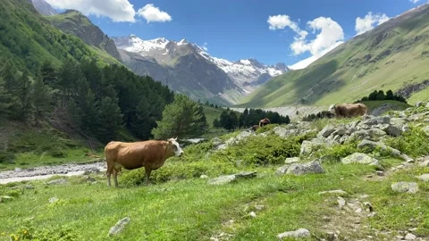 Cows graze in a mountain meadow 스톡 동영상 133894617