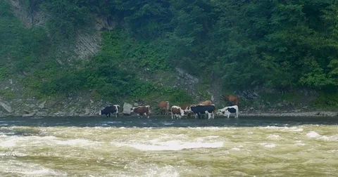 Cows graze on the mountain river Stock-Footage 77272789