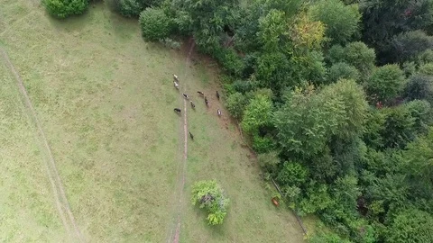 Cows graze in the mountains. Aerial view Stock Footage 82668417