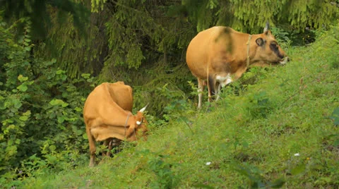 Cows graze in the mountains Carpathians Stock Footage 26120742