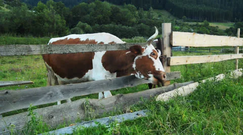 Cows graze in the mountains Carpathians Video stock 26282045