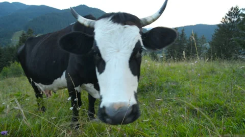 Cows graze in the mountains Carpathians Stock Footage 28647272