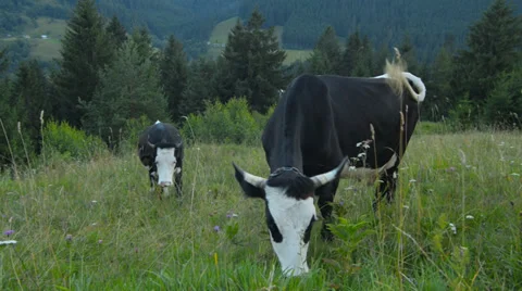Cows graze in the mountains Carpathians 스톡 동영상 28647592