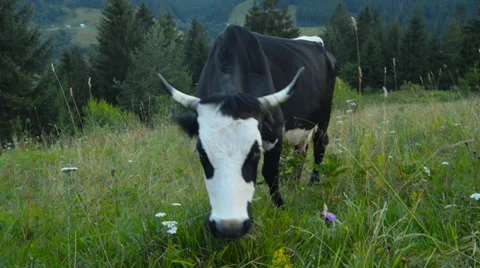 Cows graze in the mountains Carpathians Video stock 28649894