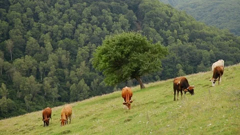 Cows graze in the mountains. Stock Footage 129973970