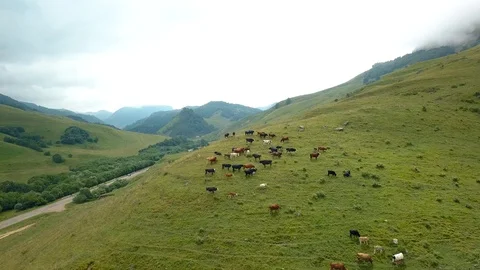 Cows graze in the mountains. Video stock 129973993