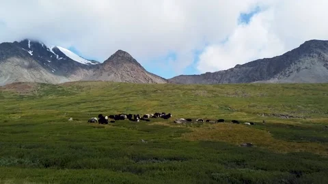 Cows graze in the mountains Stock Footage 147553529