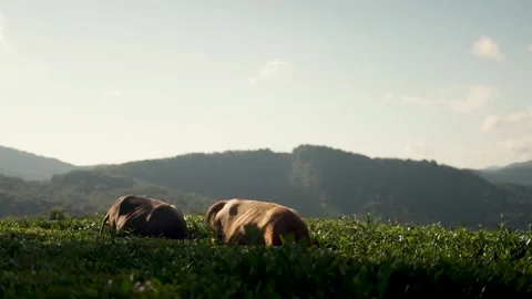 Cows graze in the mountains Video stock 204125180