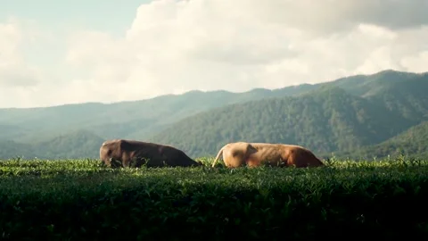 Cows graze in the mountains Video stock 204125186