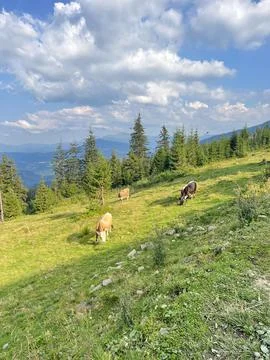 Cows graze in the mountains Stock Photos