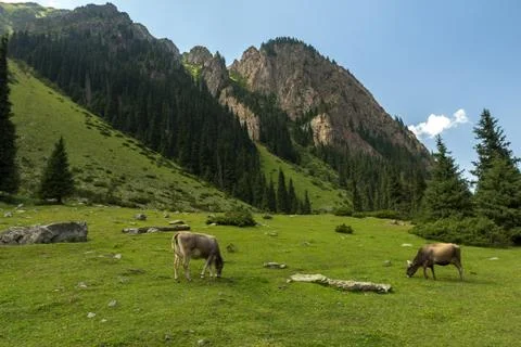 Cows graze in the mountains, a zone of alpine meadows Stock Photos