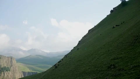 Cows graze on a mountainside in summer Stock Footage 136436690