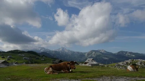 Cows graze on moutain pasture, Velika Planina, Slovenia Stock Footage