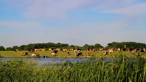 Cows graze on nature Stock Footage 76466633
