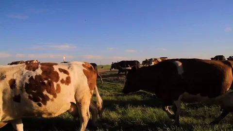 Cows graze on nature Stock Footage 76466685