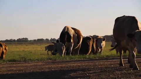 Cows graze on nature Stock Footage 76466689