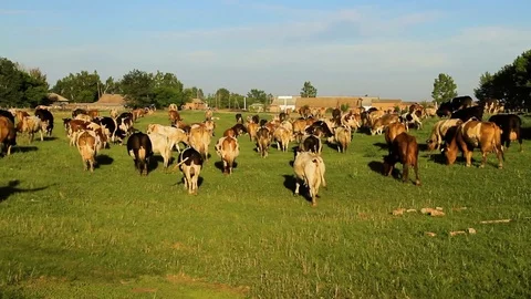 Cows graze on nature Stock Footage 76466695