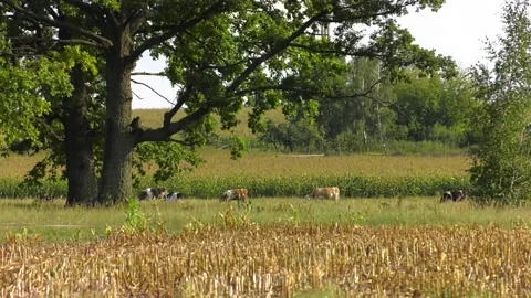Cows graze near the corn field. Video stock 103112563