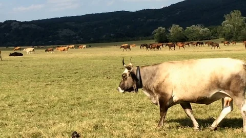 Cows Graze in Open Air Video stock 89777001