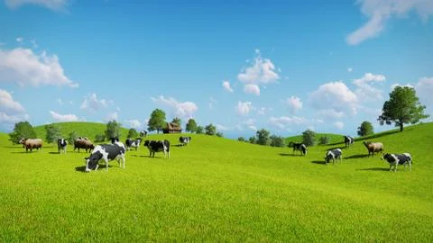 Cows graze on the open green meadows Stock Illustration
