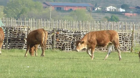 Cows graze outdoors in a meadow. Stock Footage 74386481