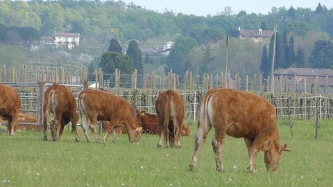 Cows graze outdoors in a meadow. Stock Footage