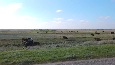 Cows graze over the road, view from a passing car Stock Footage 151838553