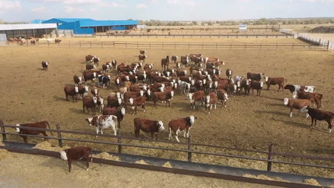 Cows graze in a paddock on a farm Stock Footage 153023503
