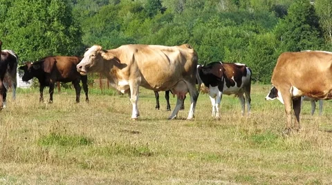 Cows graze in the pasture. Stock-Footage 67551944