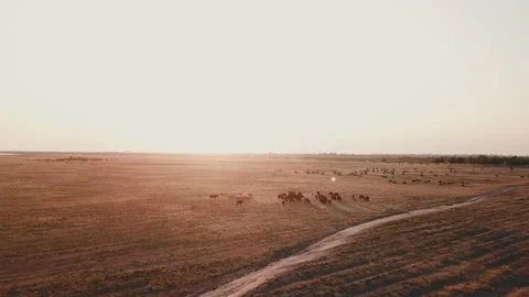 Cows graze in the pasture Stock Footage 121324841