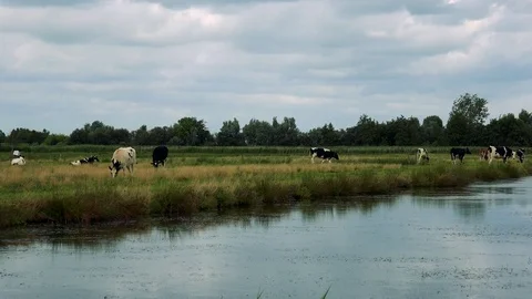 Cows graze in a pasture by a river, trees and the cloudy gray sky in the Stock Footage 73964423