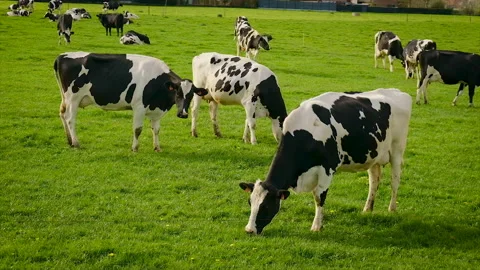 Cows graze in the pasture. Selective focus. Stock Footage 199014921
