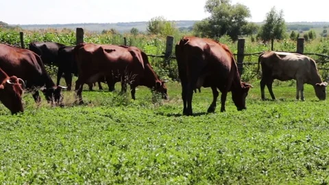 Cows graze on pasture in the village at summer Stock Footage